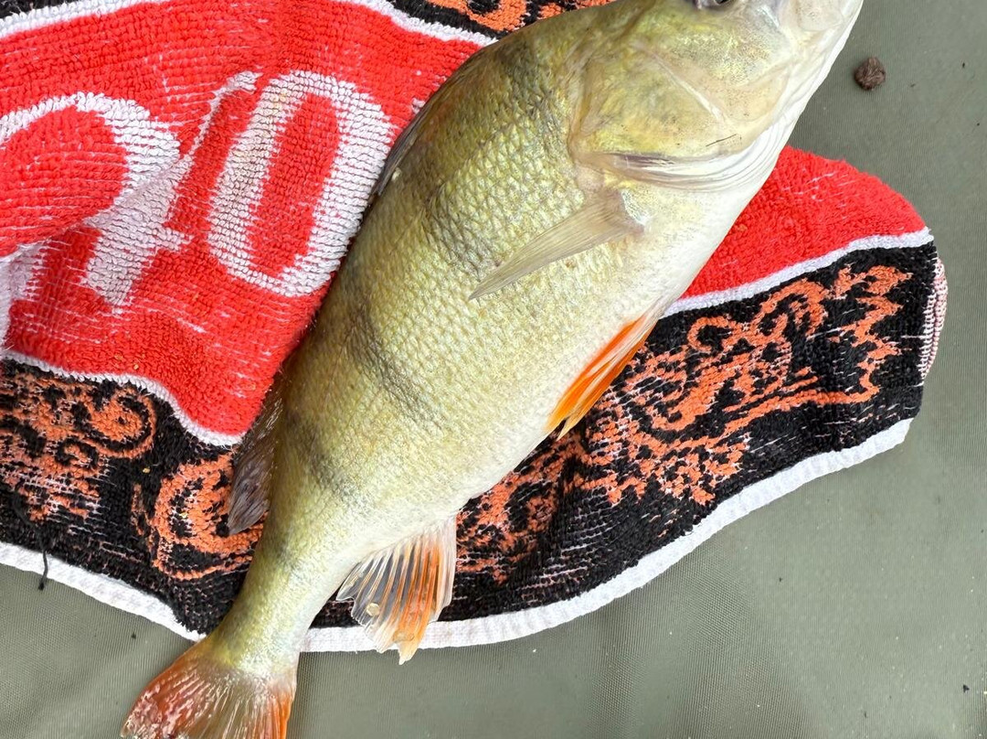 Shirkoak Farm Fishery and Bed & Breakfast-Woodchurch必去景点