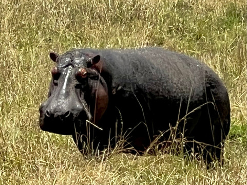 Econest Tim Tours & Safaris-坎帕拉必去景点