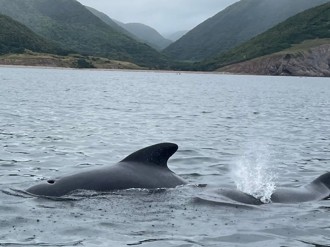 Capt. Mark's Whale and Seal Cruise-Pleasant Bay必去景点