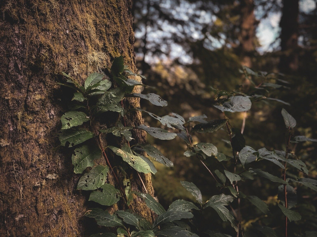 Cape Lookout State Park-蒂拉穆克必去景点