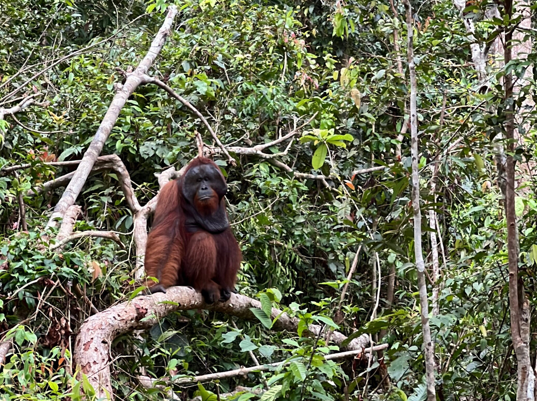 Dolphindo Tour Orangutan Tanjung Puting-Kumai必去景点
