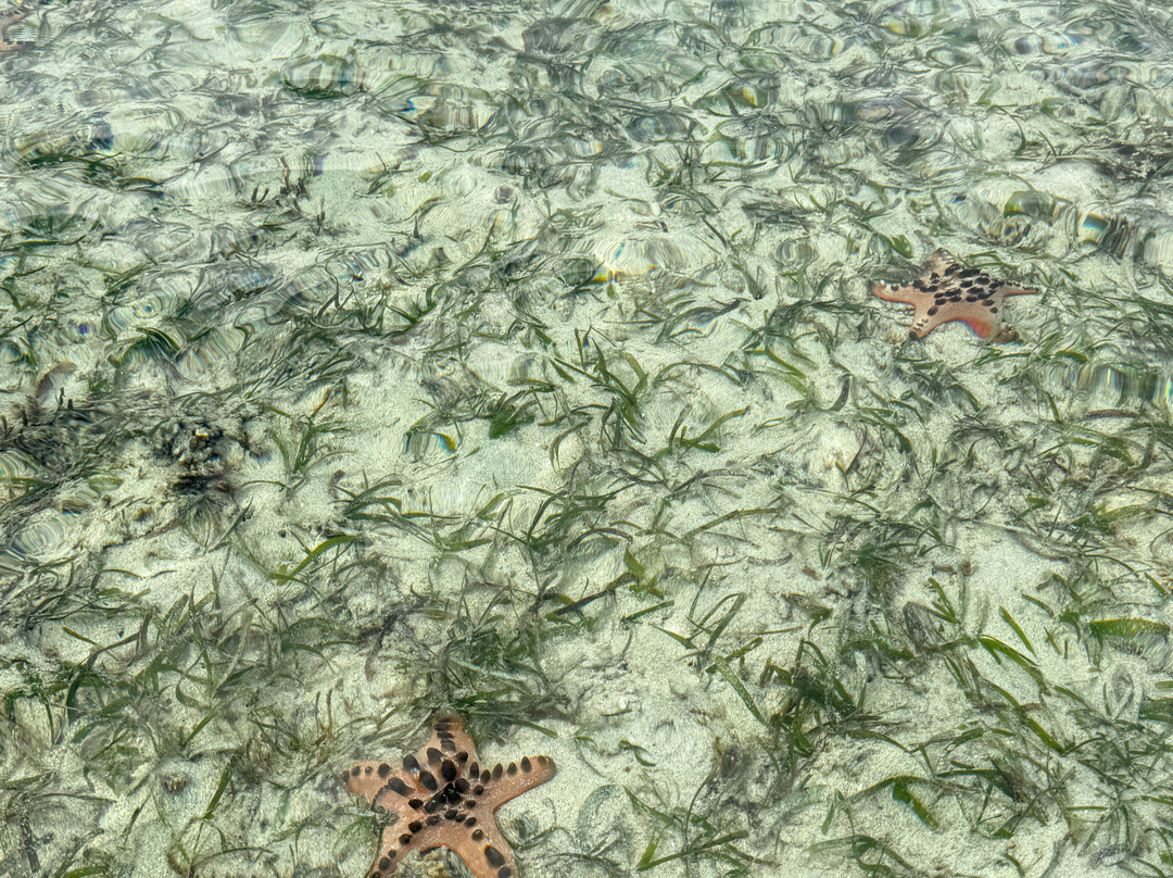 美娜多探潛者 PT.Mamado Adventure Diving Center-布纳肯岛必去景点