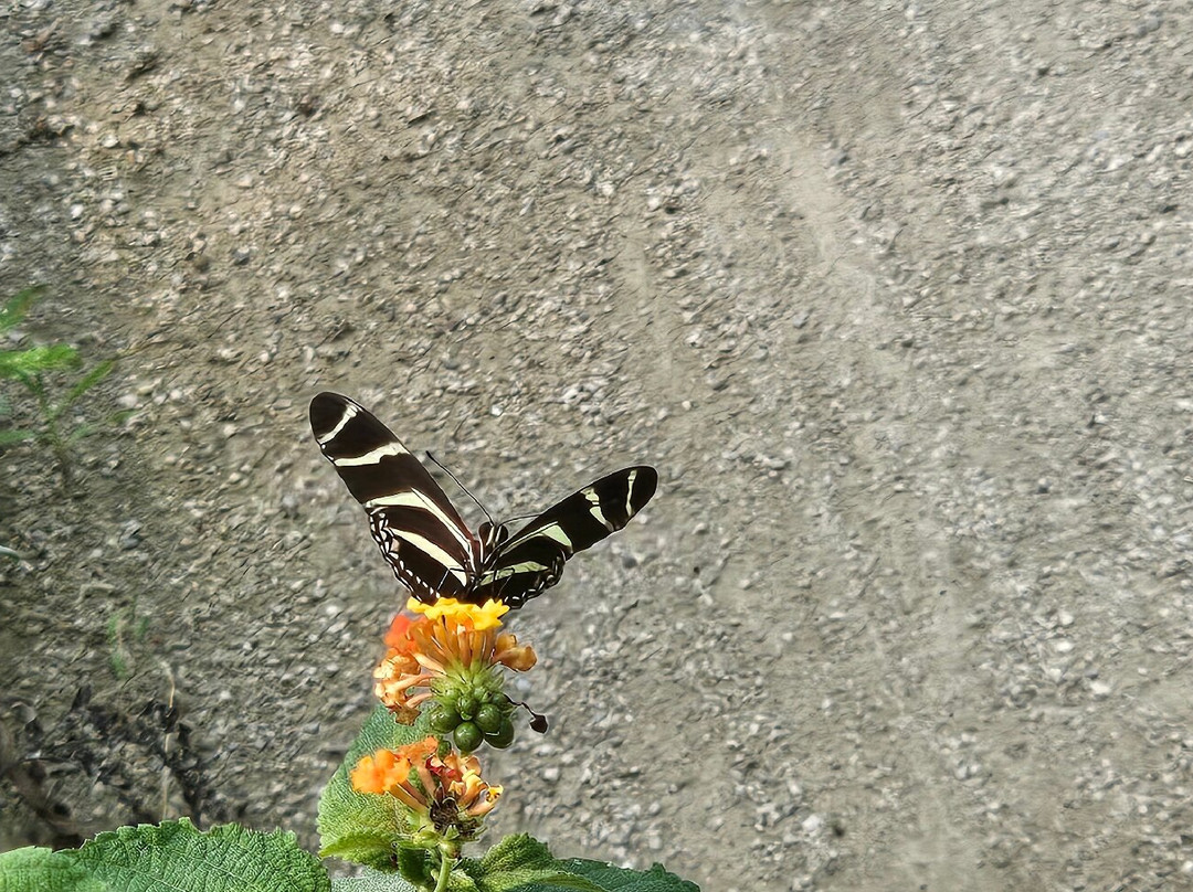 Le Tropique du Papillon-Elne必去景点