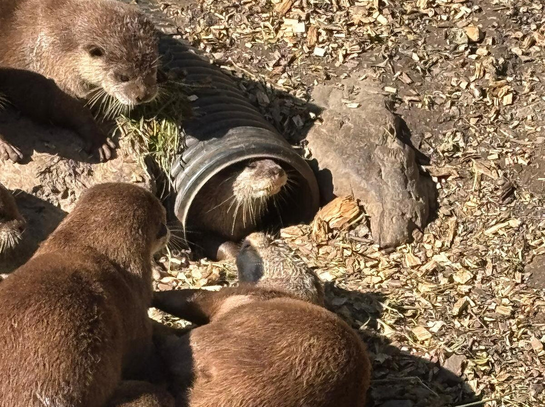 Buckfast Butterfly Farm And Dartmoor Otter Sanctuary-Buckfastleigh必去景点