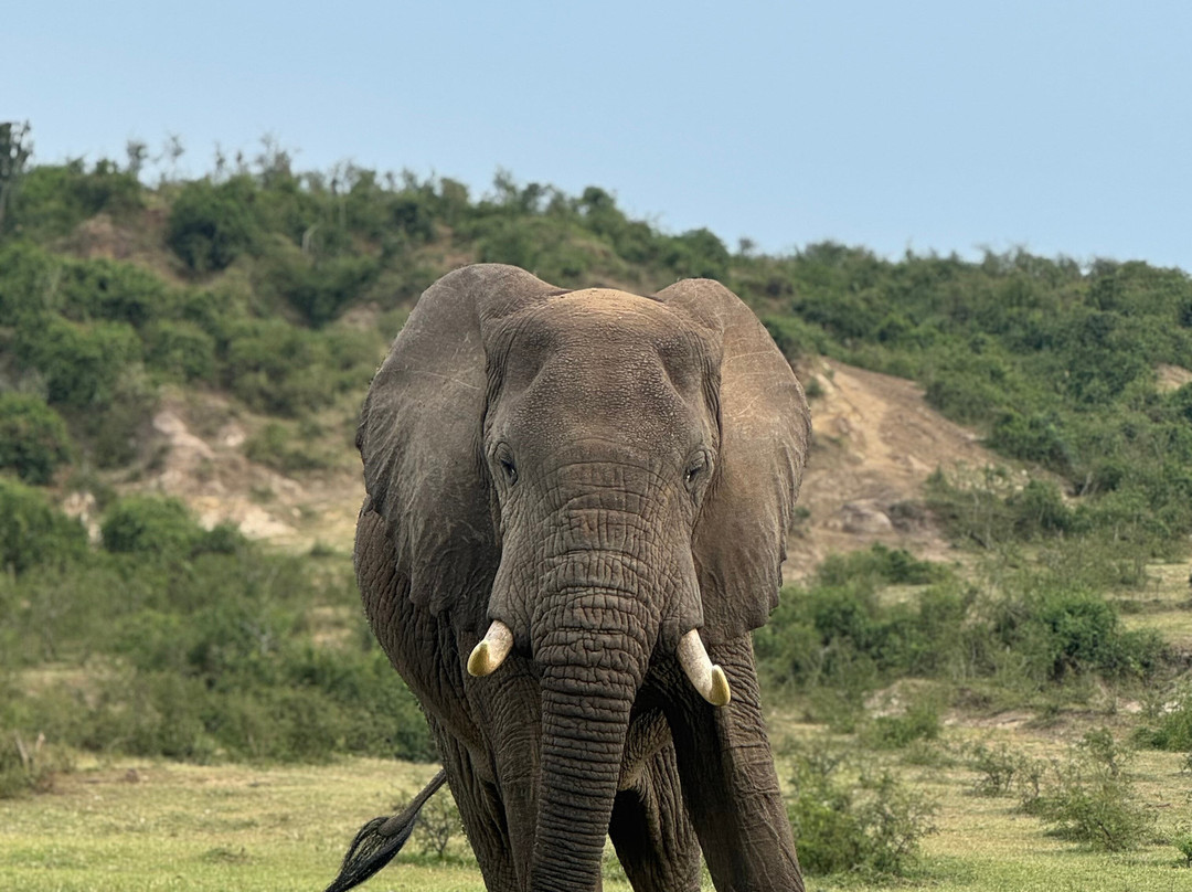 Nature Connect Safaris Uganda-坎帕拉必去景点