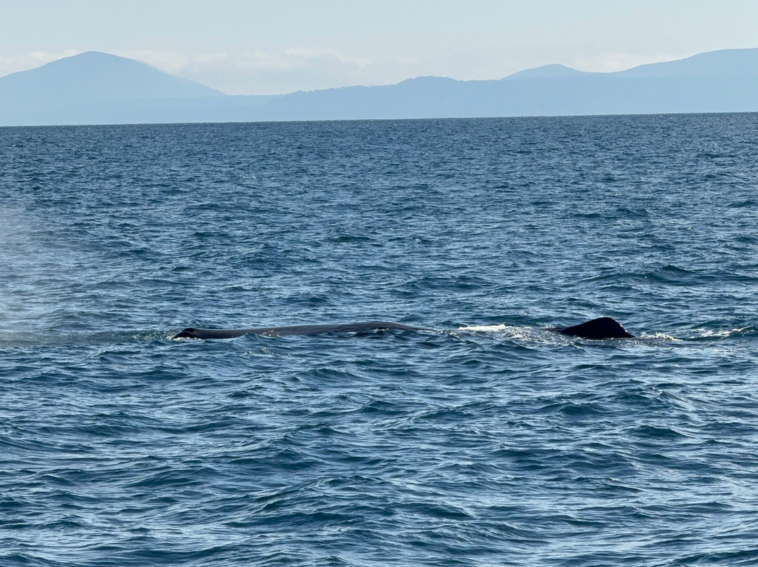 Gojiraiwa Kanko - Day Tours (East Shiretoko)-罗臼町必去景点