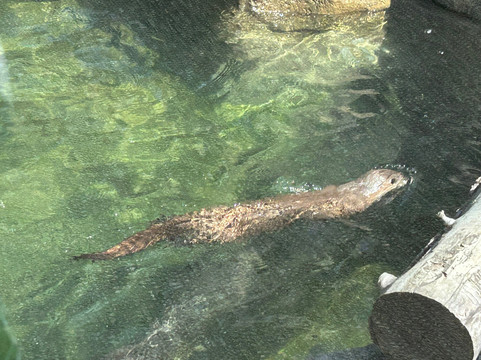 Stone Zoo-Stoneham必去景点