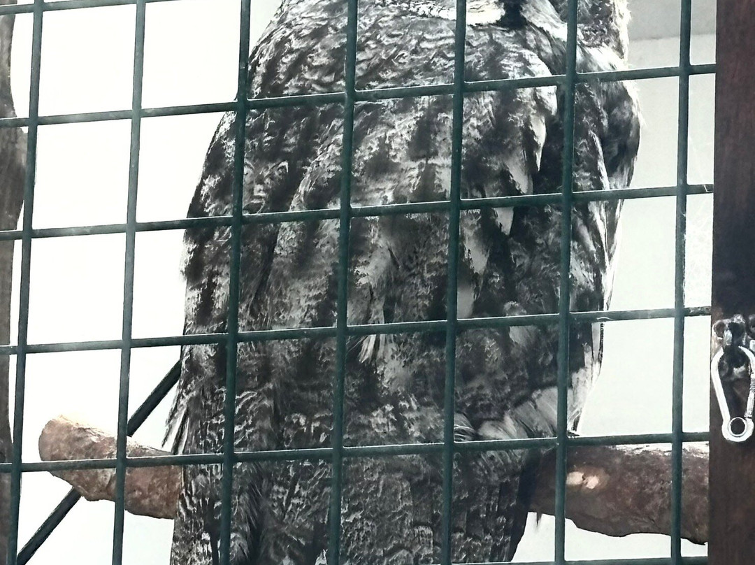 Ireland's School of Falconry-康镇必去景点