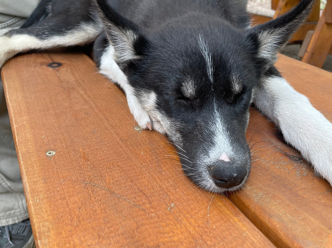 MIDOG - Michigan's Summer Sled Dog Center-Newberry必去景点