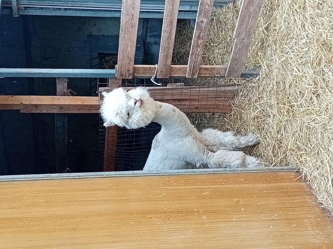 Basilicata Alpaca-Acerenza必去景点