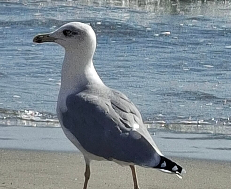 Spiaggia di Alassio-阿拉西奥必去景点