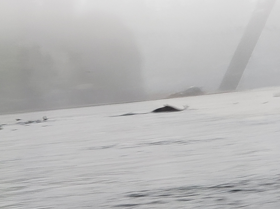 Sea Wolf Adventures-Port McNeill必去景点