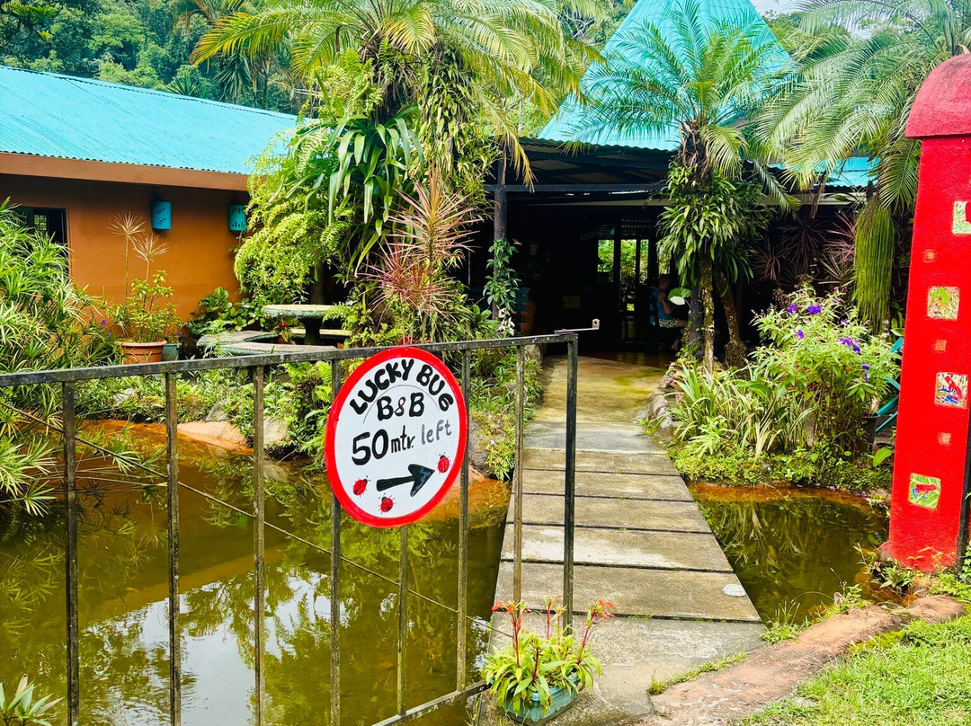 Lucky Bug B & B主图