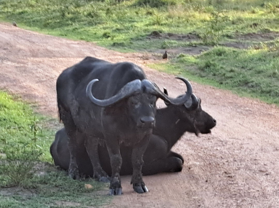 Kigezi Vima Safaris-Kibale National Park必去景点