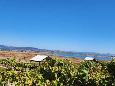 Wine Tasting Drivers-纳帕必去景点