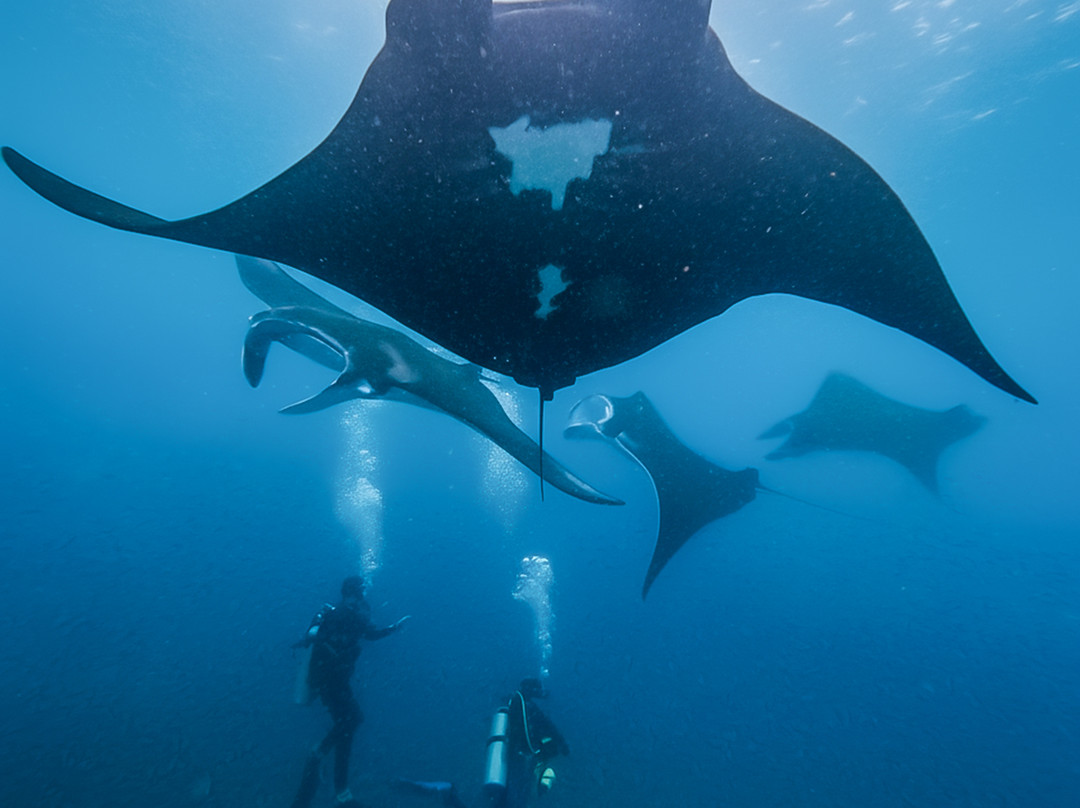 Reeflex Divers Penida-珀尼达岛必去景点