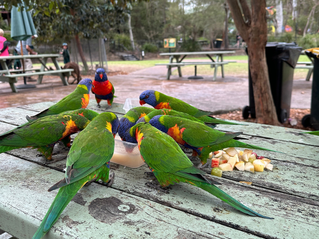 澳大利亚爬行动物园-Somersby必去景点