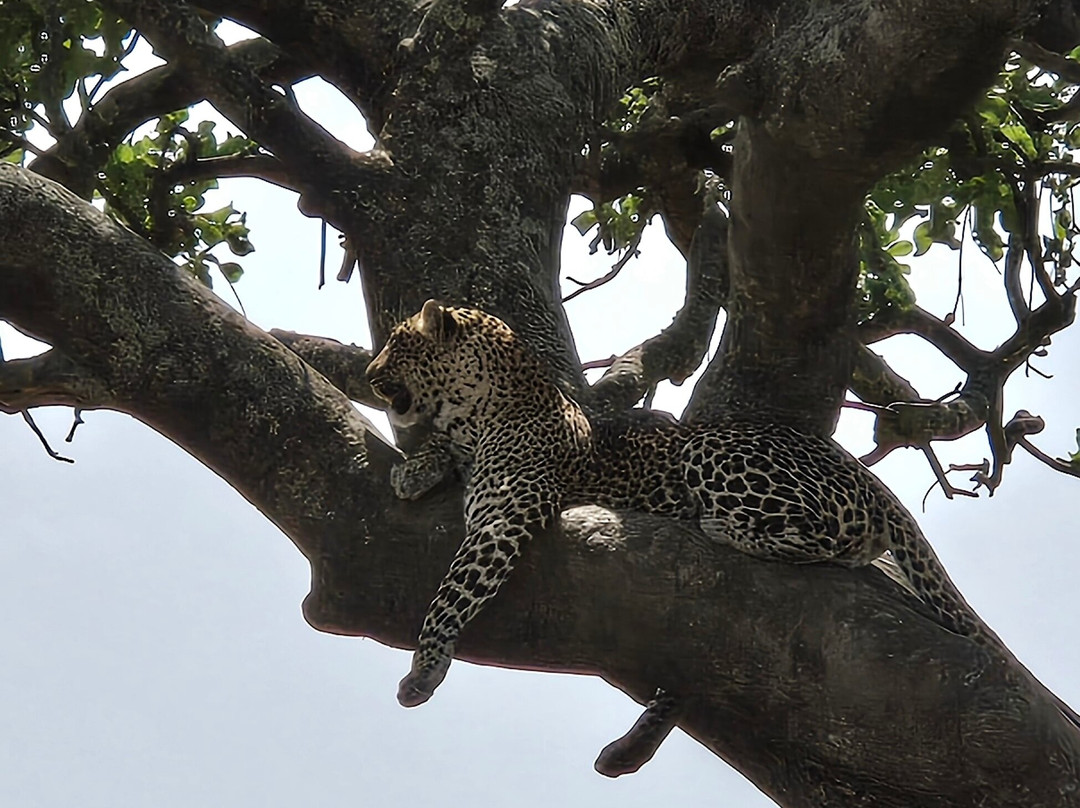 Shanjoy Tours and Safaris-Kikuyu必去景点