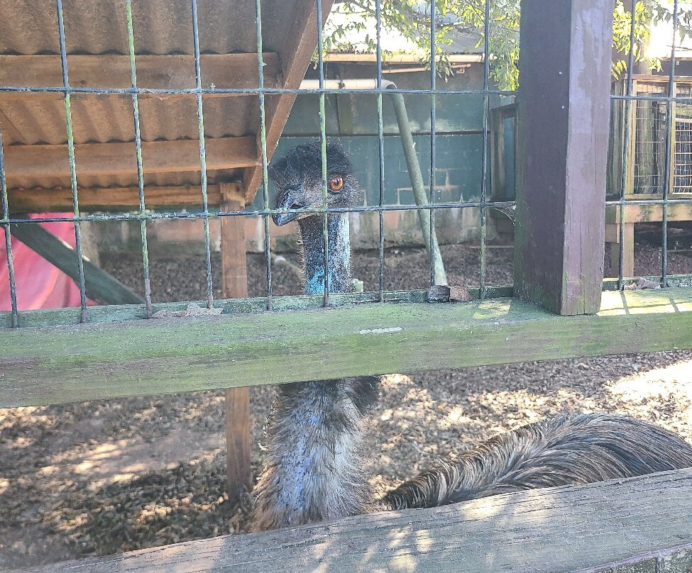 Gator Country Louisiana Alligator Park-纳基托什县必去景点