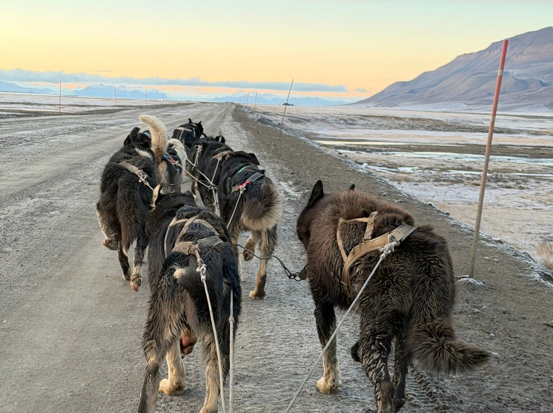 Green Dog Svalbard-朗伊尔城必去景点