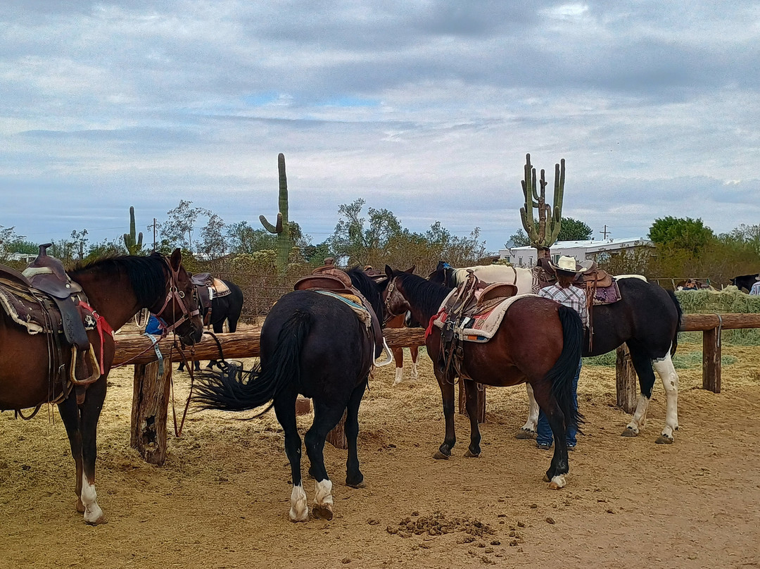 Tucson Mountain Stables-图森必去景点