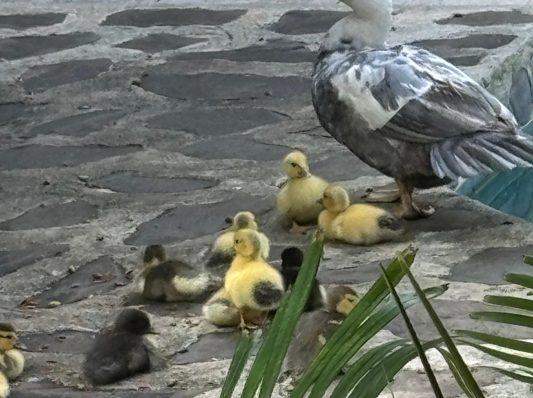 Hale Akua Garden Farm & Eco-Retreat Center主图