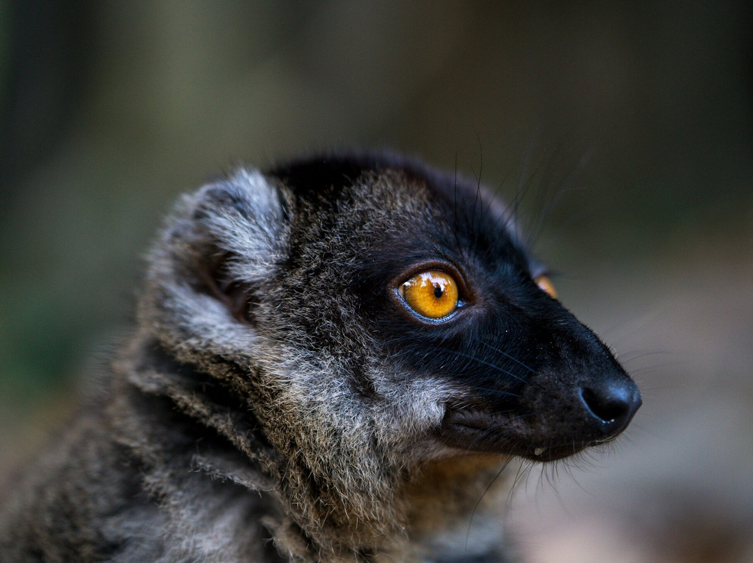 Océane's Dream-Ambatoloaka必去景点