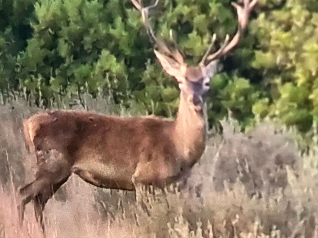 Donana Reservas y Visitas-El Rocio必去景点