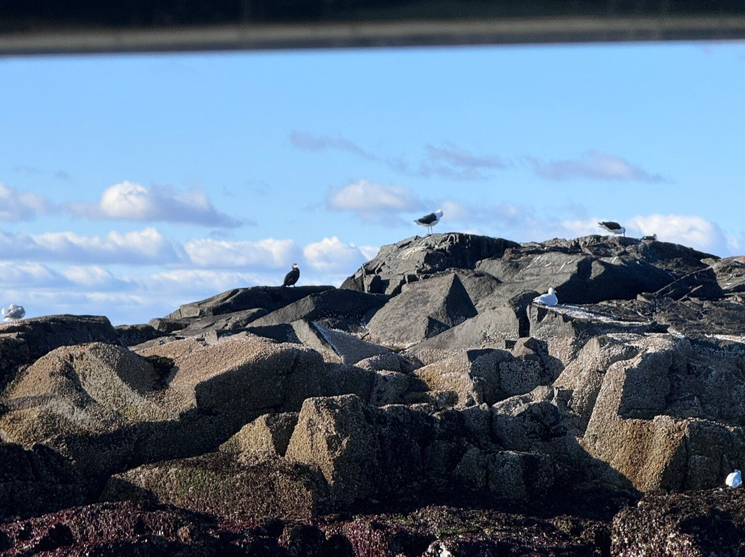 Lulu Lobster Boat-巴港必去景点