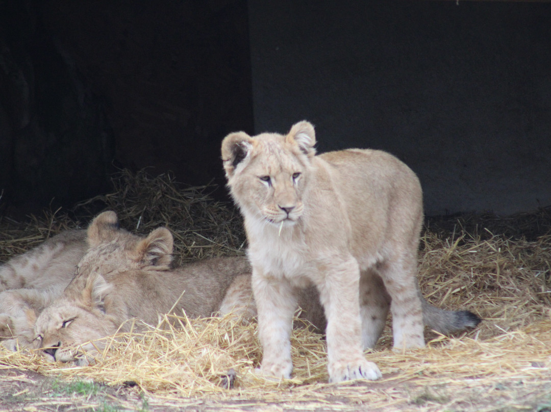 Yorkshire Wildlife Park-Auckley必去景点