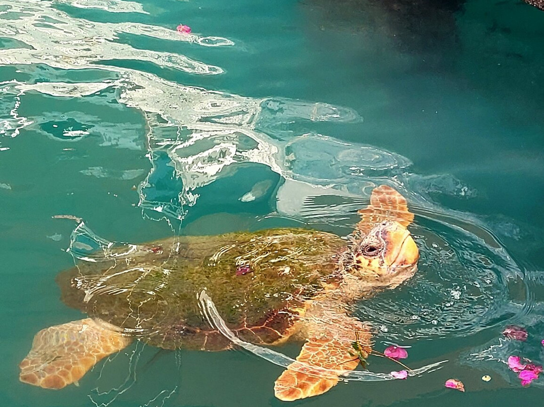 Mandraki Paradise主图