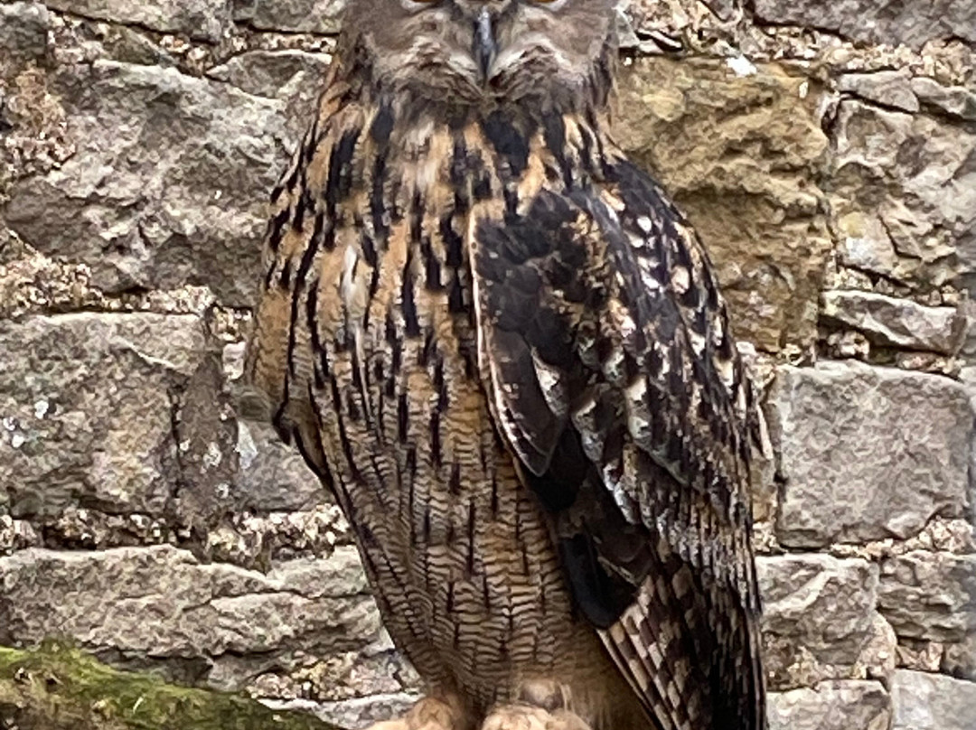 Falconry Days-赫克瑟姆必去景点