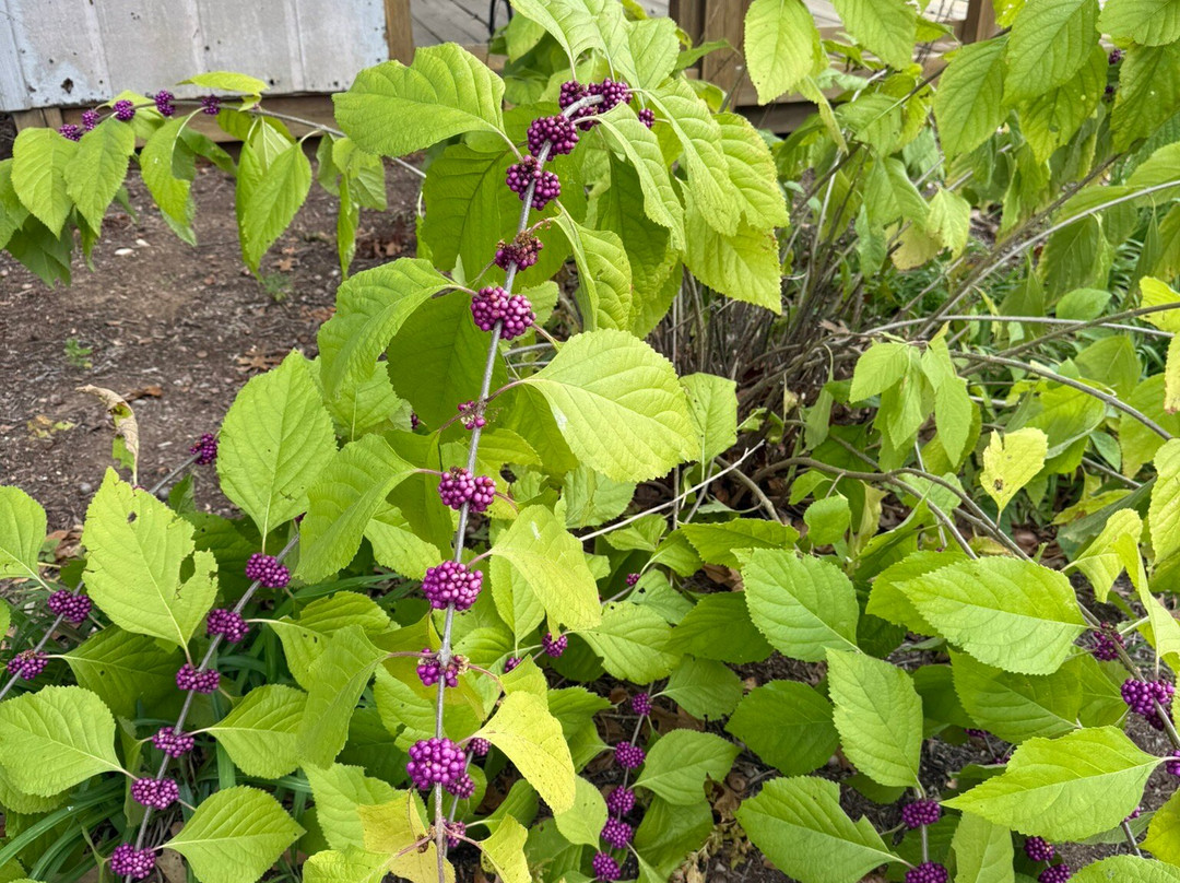 Blue Spring Heritage Center-尤里卡斯普林斯必去景点
