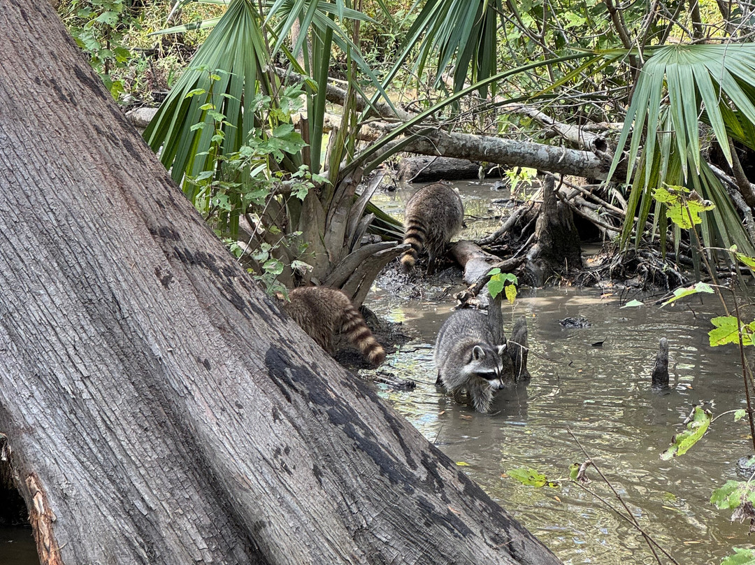 Cajun Pride Swamp Tours-LaPlace必去景点