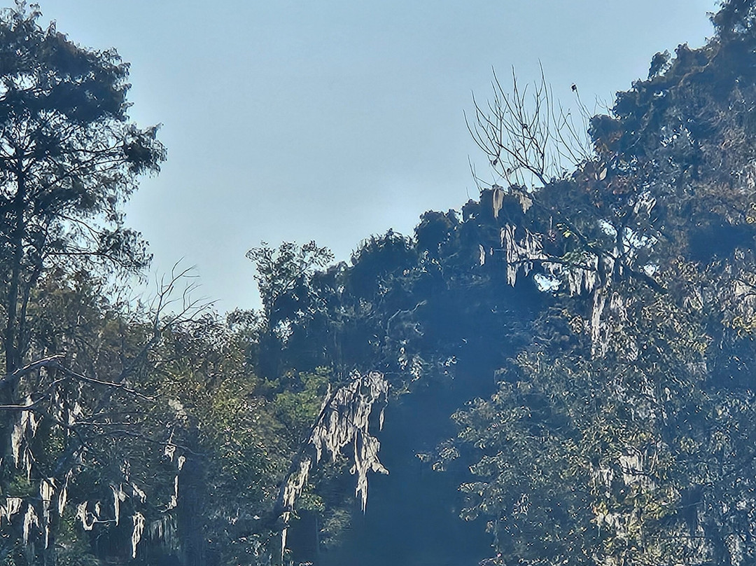 Cajun Pride Swamp Tours-LaPlace必去景点