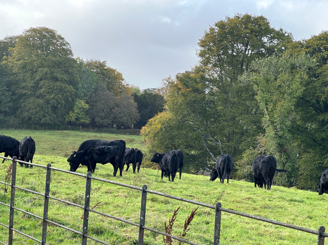 Butlers Private Driver Tours-科克必去景点