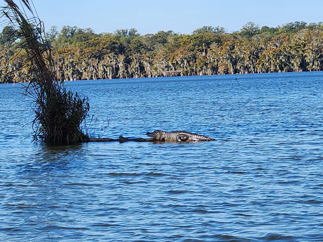 Cajun Country Swamp Tours-布里奥克斯桥必去景点