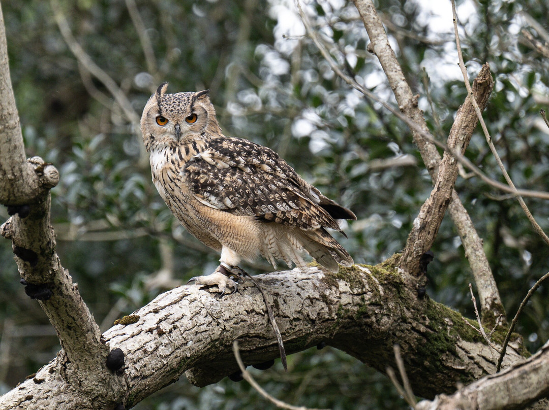 The British Bird of Prey Centre-喀麦登必去景点
