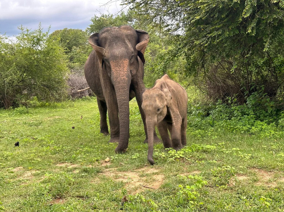 Maika Safari Lodge-乌达瓦拉瓦必去景点