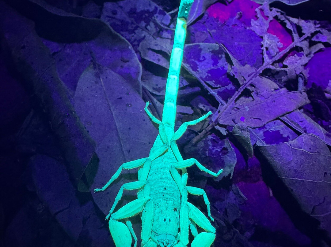 Tarantulas Way-卡维塔必去景点