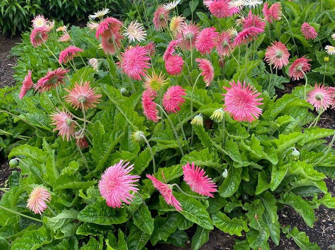 TreeChurch and Gardens-Ohaupo必去景点