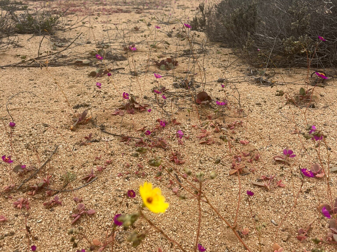 GeoTurismo Atacama-Caldera必去景点