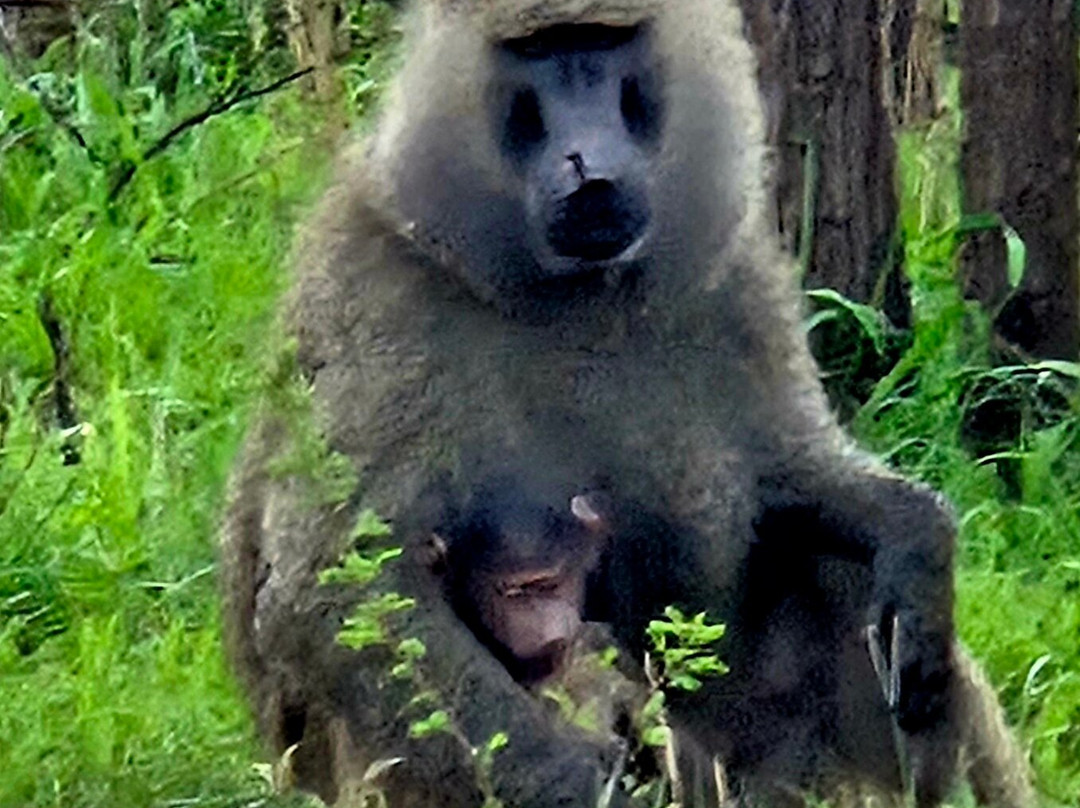 EXG Safaris LLC-California City必去景点