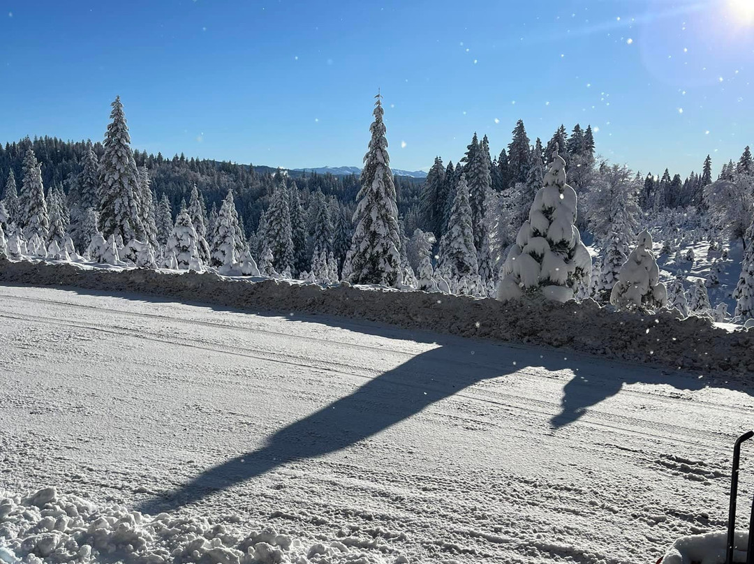 Snowy Peaks Tree Farm-Foresthill必去景点