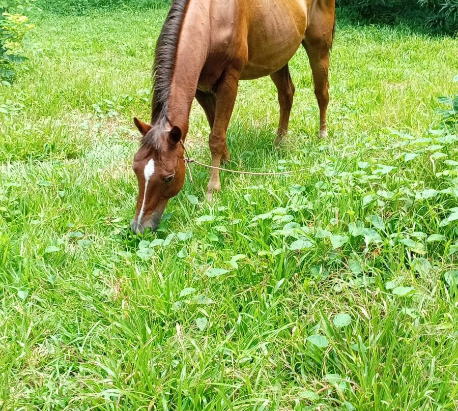 Franklin's Horseback Riding-波魁特必去景点