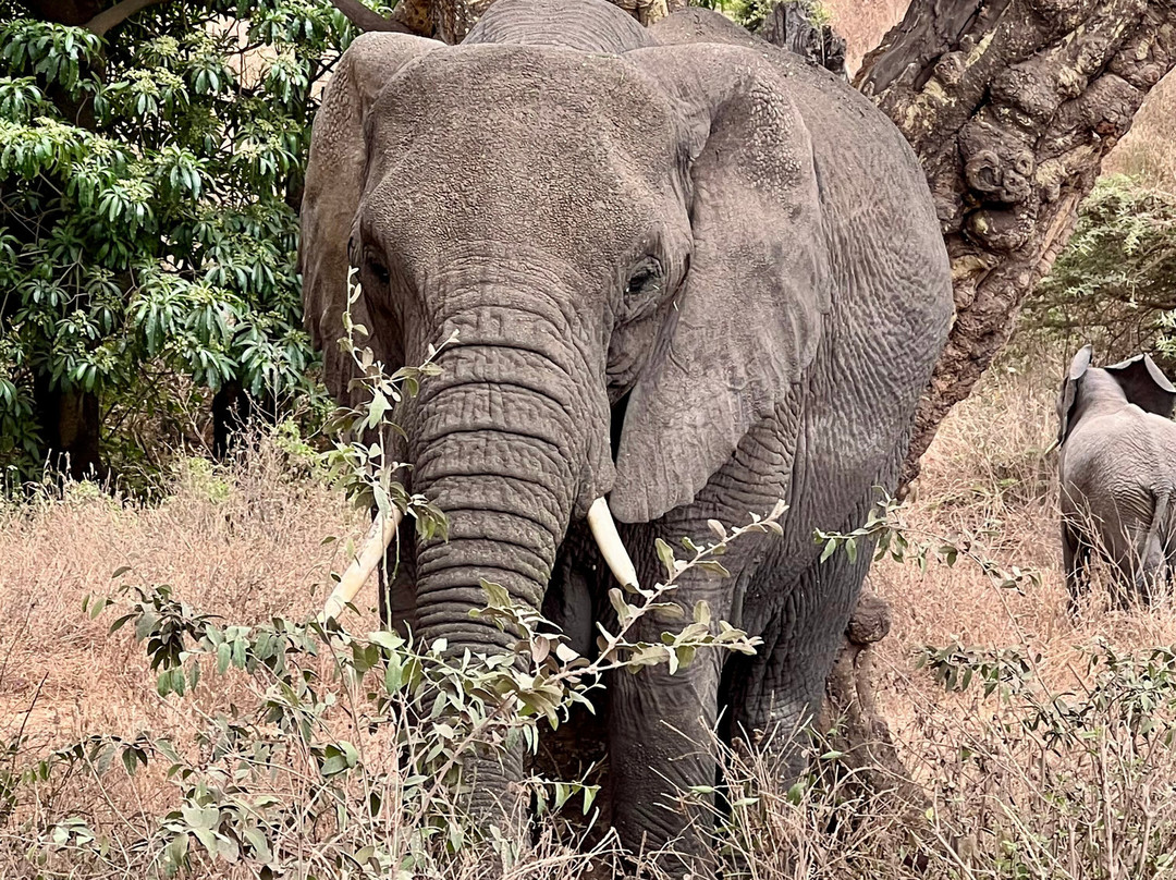 Roy Safaris-阿鲁沙必去景点