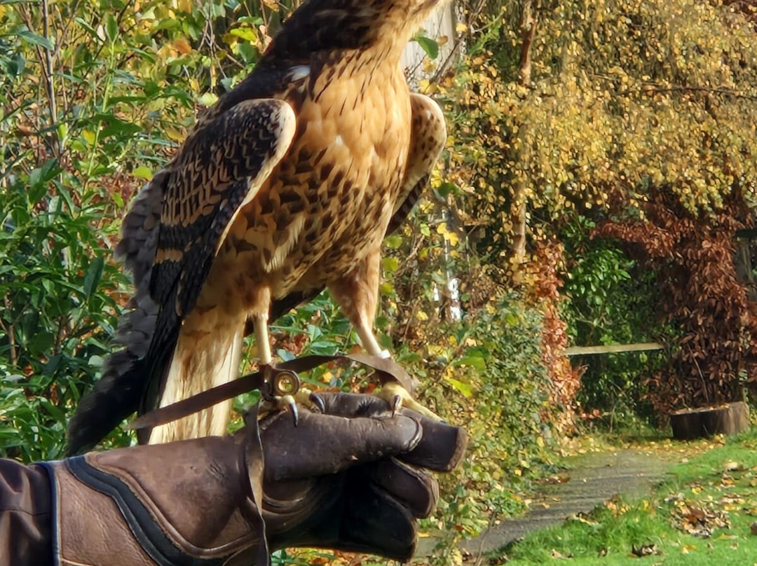 Cotswold Falconry Centre-莫顿因马什必去景点