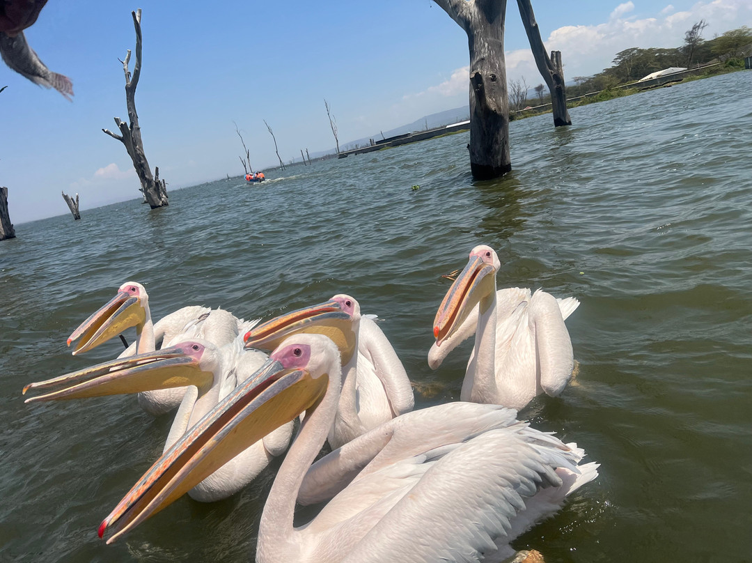 Lake Naivasha-奈瓦夏必去景点