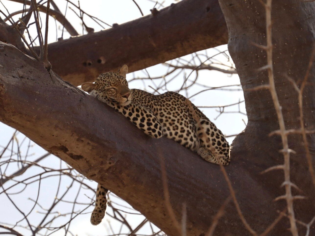 MATEMBO SAFARIS AND TOURS-阿鲁沙必去景点