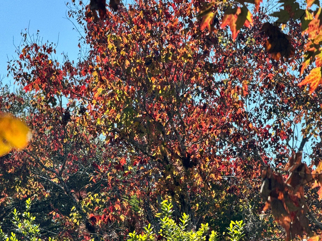 Brevard County Erna Nixon Park-墨尔本必去景点